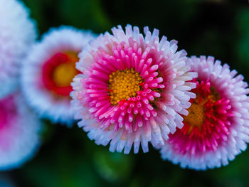 Close-up of pink flower