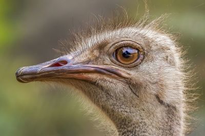 Close-up portrait of owl