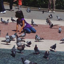 Pigeon on railing