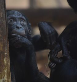 Close-up of monkey