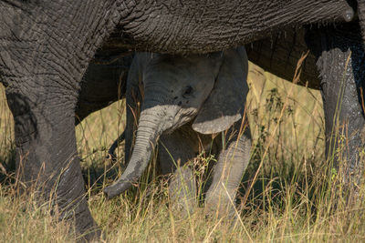 Baby elephant stands under mother in grass