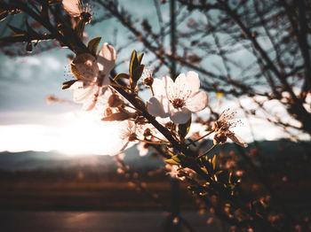 Low angle view of cherry blossom against sky during sunset