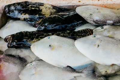 Close-up of fish for sale in market