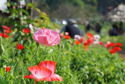 Close-up of red poppy flowers growing in field