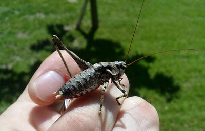 Close-up of dragonfly