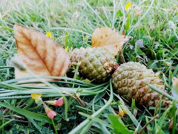 Close-up of mushroom growing on field