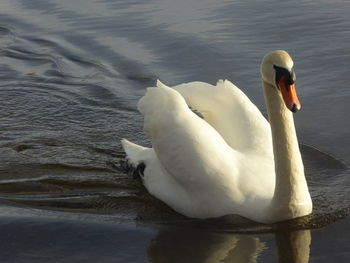 Swan floating on lake