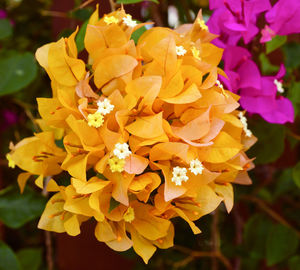 Close-up of yellow flowering plant