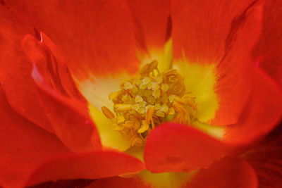 Close-up of red rose flower