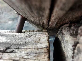 Low angle view of tree trunk