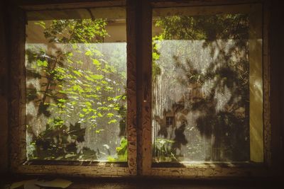 Trees and plants seen through glass window