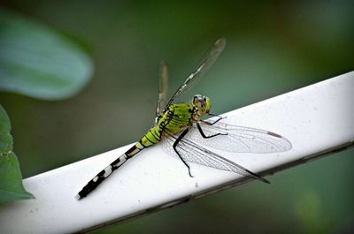 Close-up of dragonfly on railing