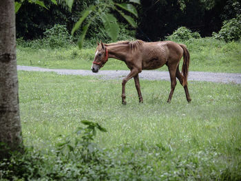 Horses in a field