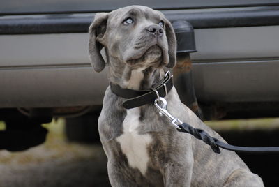 Close-up of dog sitting outdoors