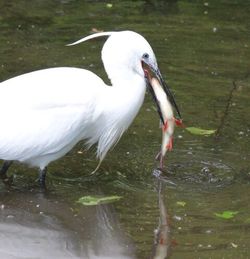 Close-up of white duck in lake