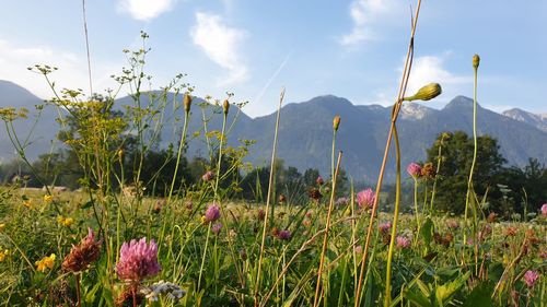 Scenic view of flowering plants against sky