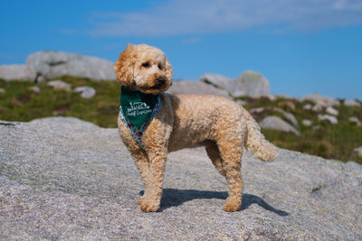 Portrait of dog standing on rock