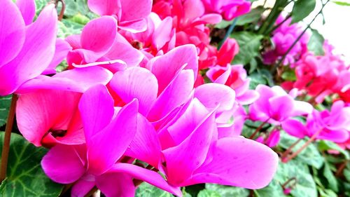 Close-up of pink flowering plant