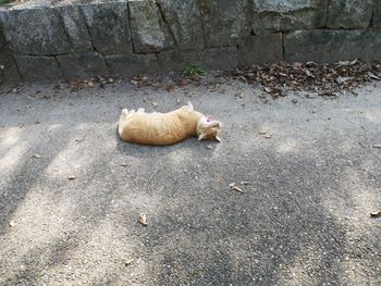 High angle view of cat sleeping