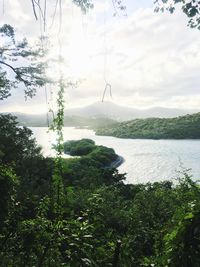 Scenic view of trees against sky