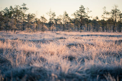 Trees on field against sky during winter