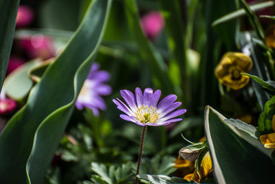 Close-up of purple flowering plants