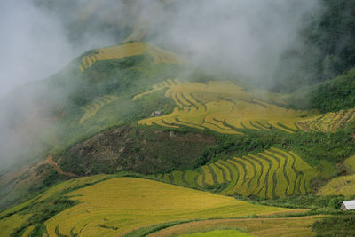 Scenic view of agricultural field