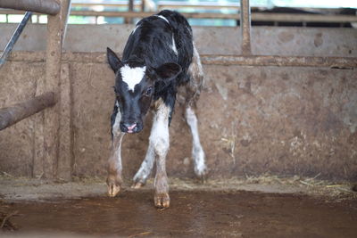 Calf indoors