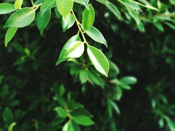 Close-up of leaves against blurred background