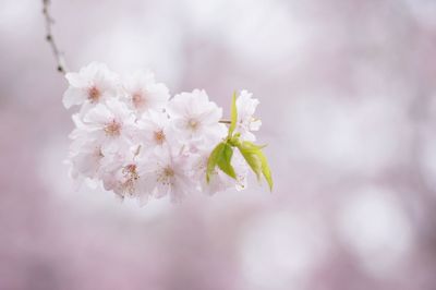 Close-up of white flowers blooming on tree