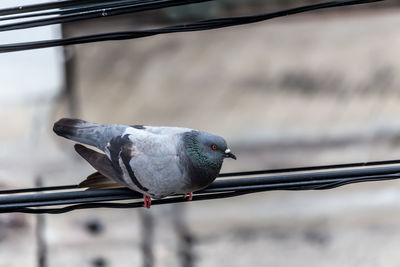 Close-up of pigeon perching on railing