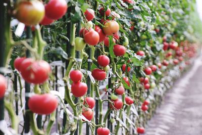 Close-up of cherries growing on plant