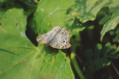 Close-up of butterfly on leaf