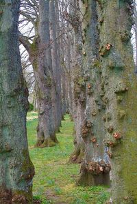 Close-up low section of trees