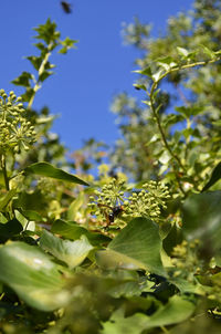 Close-up of bee on plant