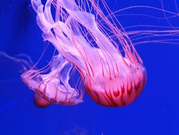 Close-up of jellyfish in sea