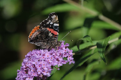 Close-up of butterfly pollinating on purple flower