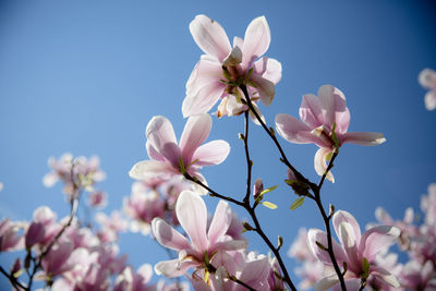 Low angle view of magnolia blossoms in spring