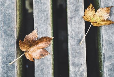 Close-up of dry maple leaf on snow