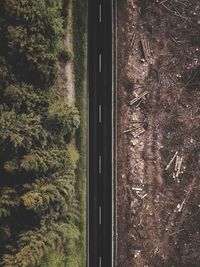 High angle view of trees in forest