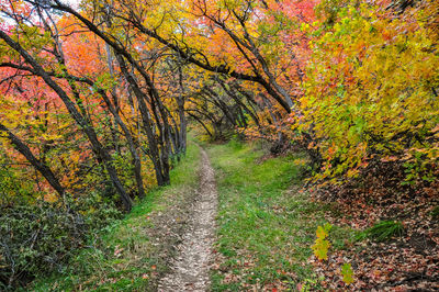 Footpath amidst trees in forest during autumn