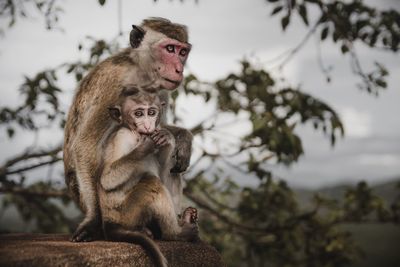 Two monkeys sitting on wall