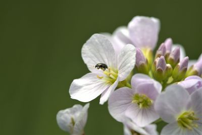 Close-up of insect on purple flower