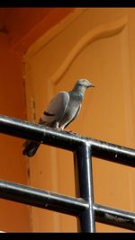 Bird perching on metal outdoors