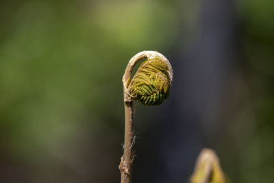 Close-up of flower bud