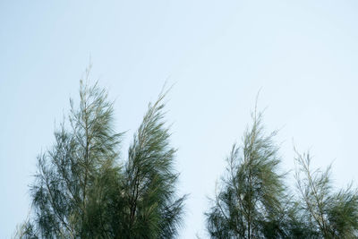 Low angle view of plants against clear sky