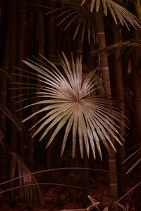 Close-up of palm trees at night