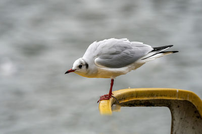 Close-up of seagull perching on railing