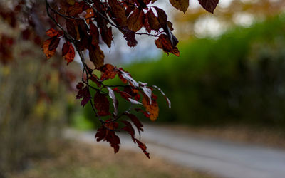 Close-up of leaves on tree