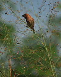 Close-up of bird perching on plant